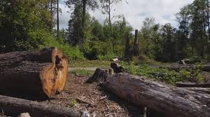 Best Storm Damage Tree Cleanup  in Payette, ID